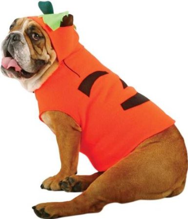 Pumpkin-Dog-Costume
