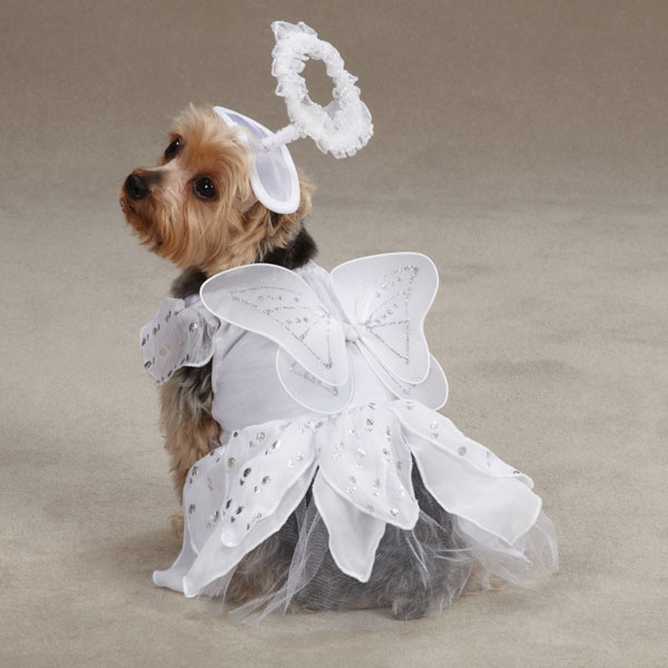 angel-dog-costume
