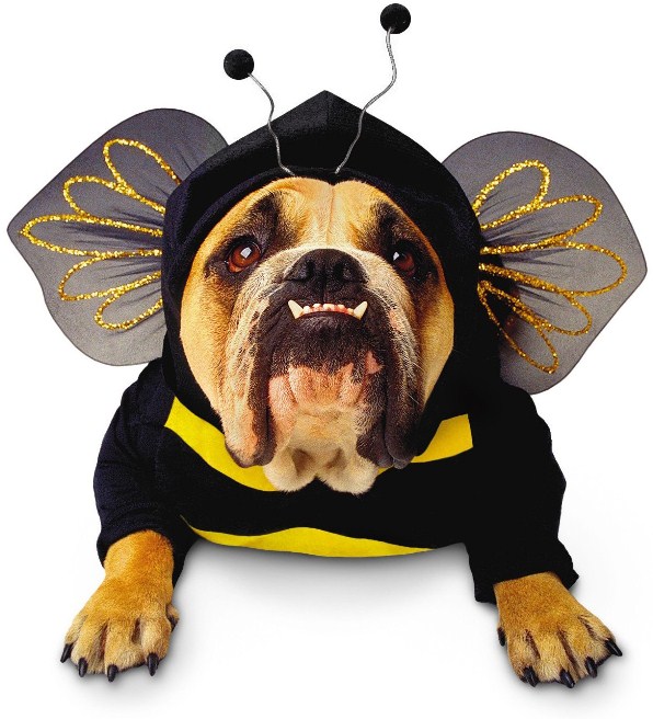 bee-dog-costume