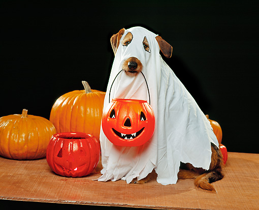 dog-halloween-costumes-1