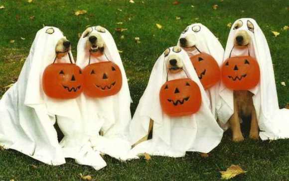 dog-halloween-costumes-2