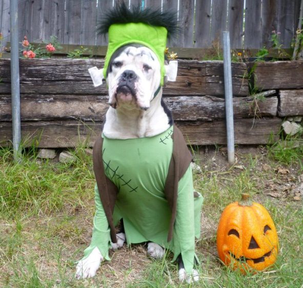 dog-halloween-costumes-7