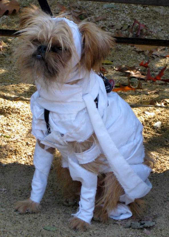 mummy-dog-costume