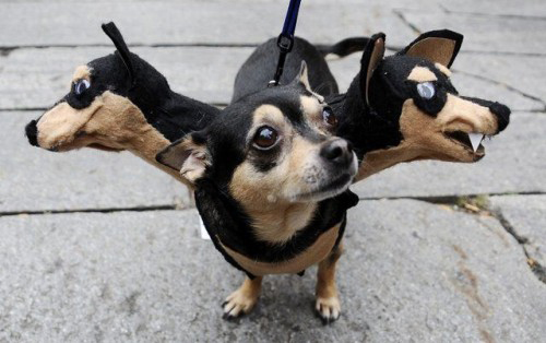 scary-dog-costume-2