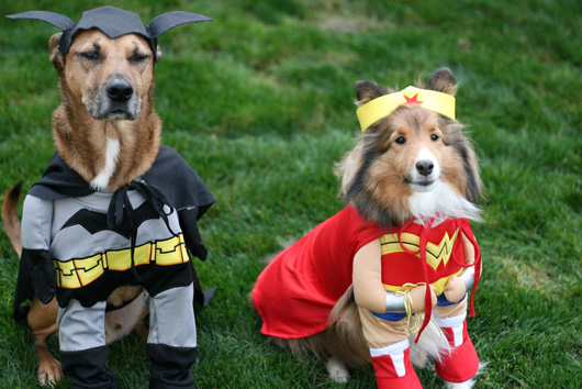 superher-dog-costume