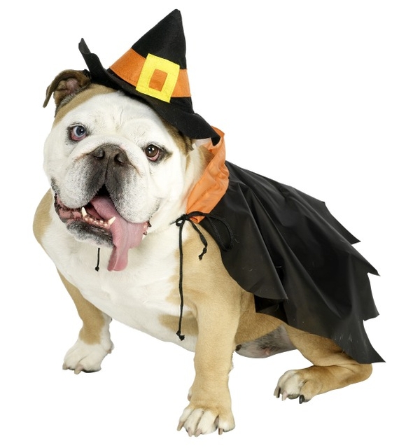 witch-dog-costume-1