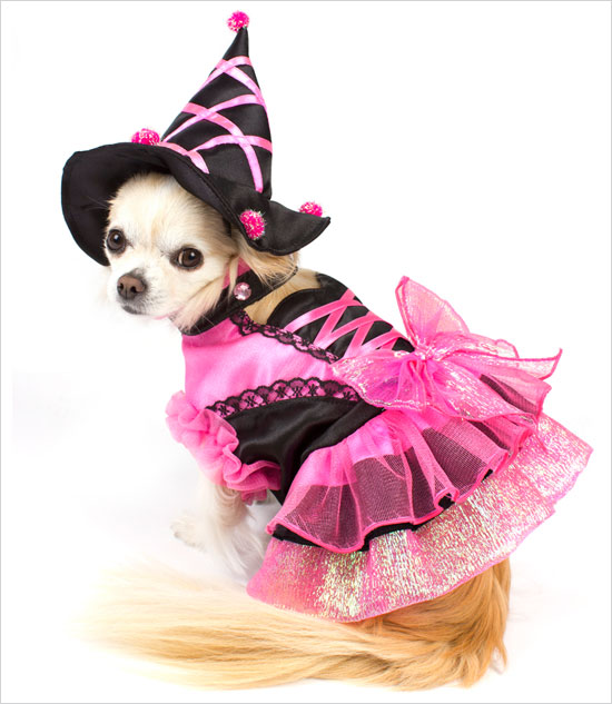 witch-dog-costume-2