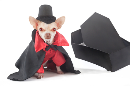 dog-halloween-costumes-4