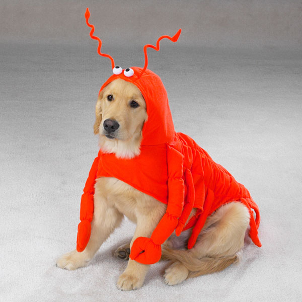 lobster-dog-costume