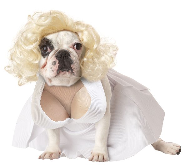 marilyn-monroe-dog-costume
