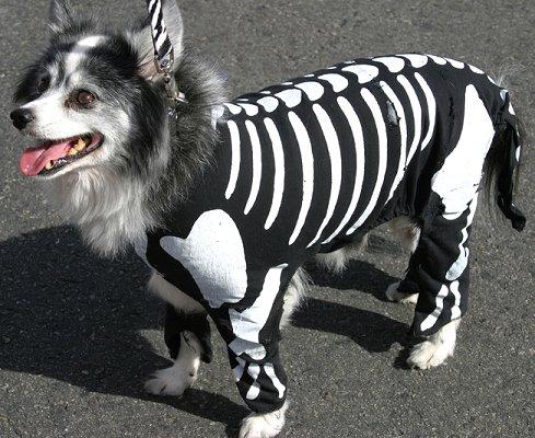 Image Result For Dog Skeleton Halloween