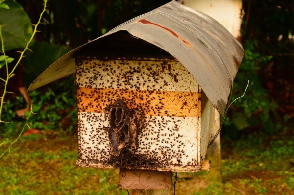 bee-farm-at-sorsogon-1