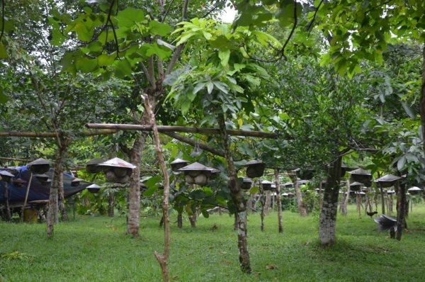 bee-farm-at-sorsogon