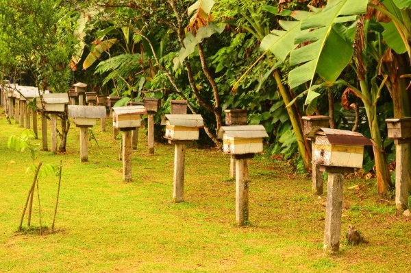 bee-farm-sorsogon