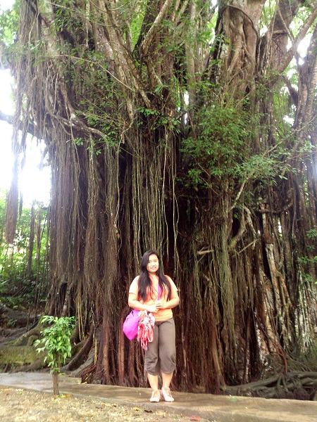 balite-tree-at-siquijor