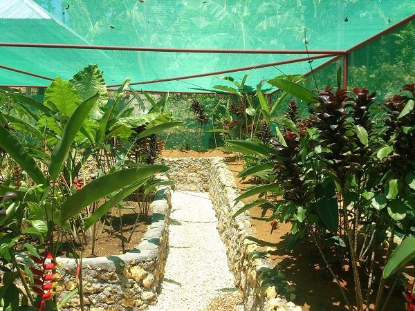 island-butterfly-garden-siquijor-2