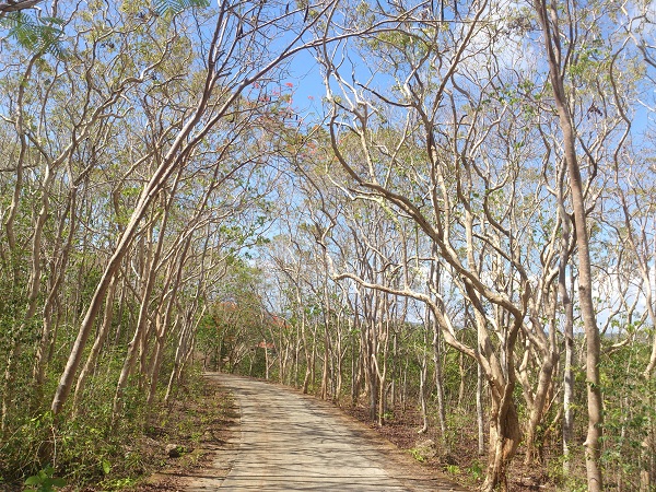 salagdoong-molave-forest-and-beach-resort-siquijor-7